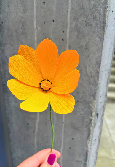 Paper Flower Cosmos Workshop