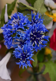 Paper Flowers Workshop - Poppies and Cornflowers