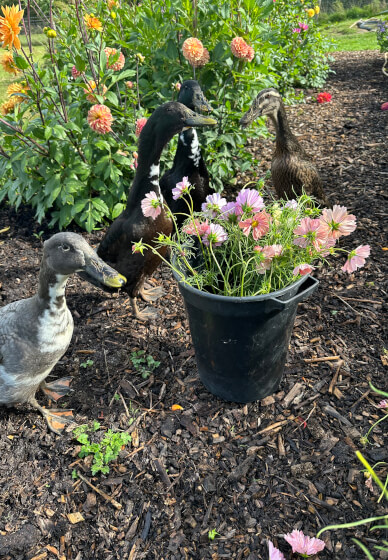Pick-Your-Own Flowers Experience