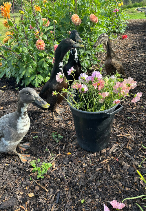 Pick-Your-Own Flowers Experience