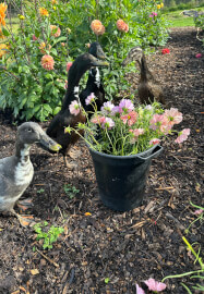 Pick-Your-Own Flowers Experience