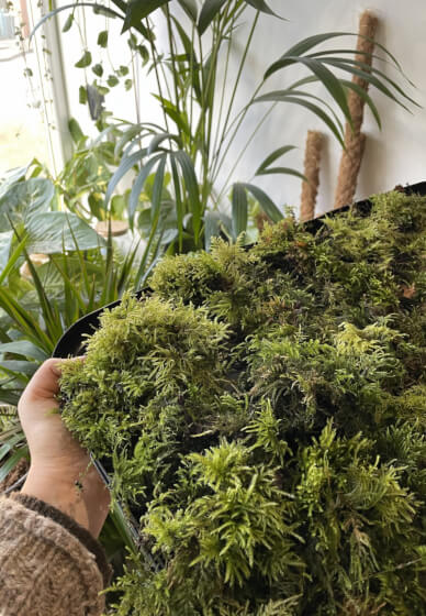 Preserved Moss Art Workshop