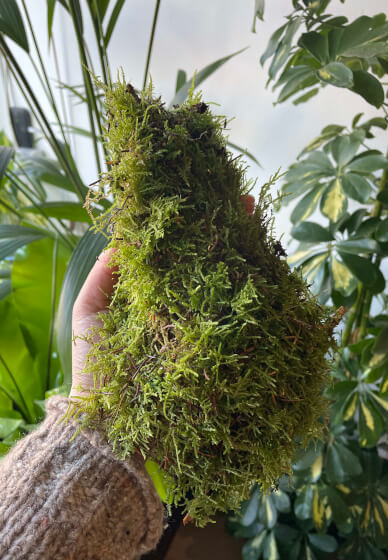 Preserved Moss Art Workshop