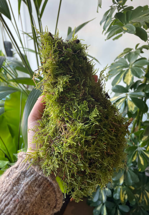 Preserved Moss Art Workshop