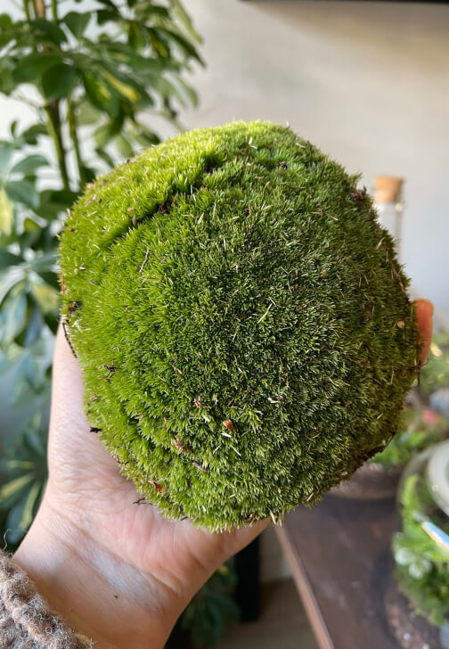 Preserved Moss Art Workshop