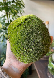 Preserved Moss Art Workshop