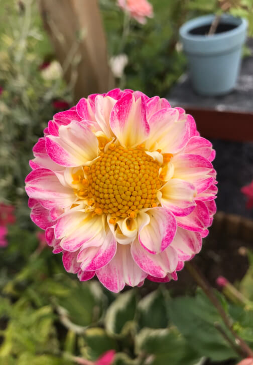 Pressed Flower Art Class with Flower Patch Tour