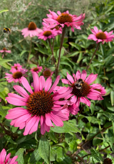 Pressed Flower Art Class with Flower Patch Tour