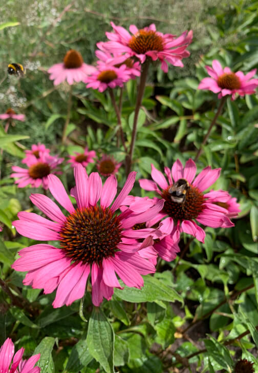 Pressed Flower Art Class with Flower Patch Tour