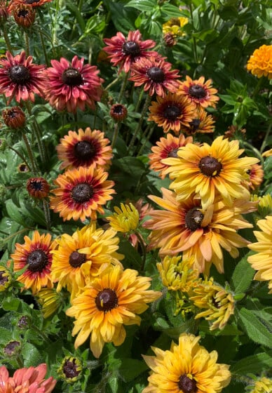 Pressed Flower Art Class with Flower Patch Tour