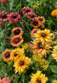 Pressed Flower Art Class with Flower Patch Tour