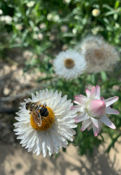 Pressed Flower Art Class with Flower Patch Tour