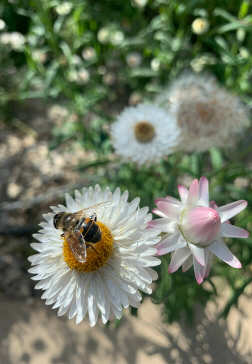 Pressed Flower Art Class with Flower Patch Tour