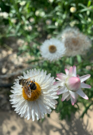 Pressed Flower Art Class with Flower Patch Tour