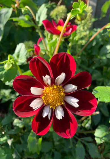 Pressed Flower Art Class with Flower Patch Tour