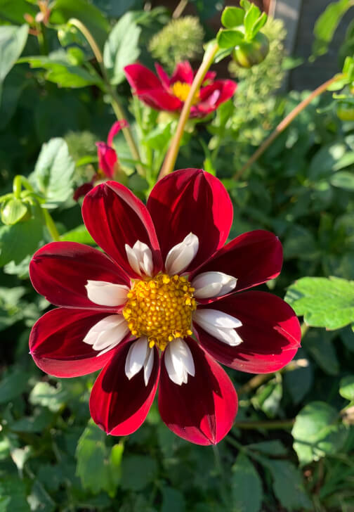 Pressed Flower Art Class with Flower Patch Tour