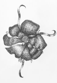 Sketch and Sip Social Club Workshop