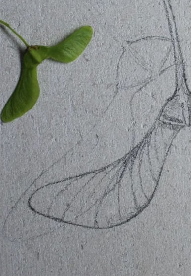 Stone Carving Workshop: Sycamore Seed in Relief
