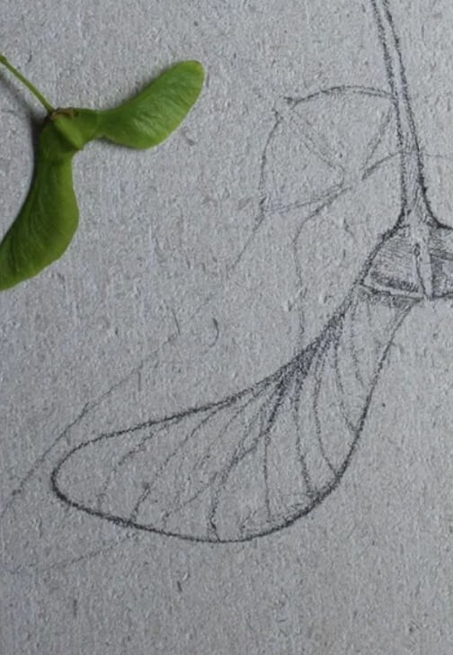 Stone Carving Workshop: Sycamore Seed in Relief