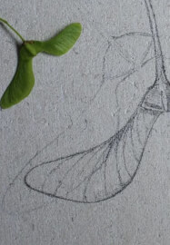 Stone Carving Workshop: Sycamore Seed in Relief
