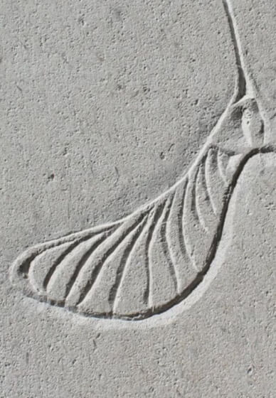 Stone Carving Workshop: Sycamore Seed in Relief