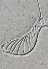 Stone Carving Workshop: Sycamore Seed in Relief