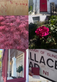 Summer Colour Hunt Photo Walk and Matcha Tasting
