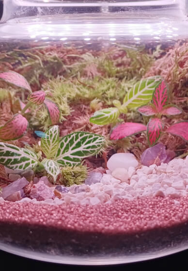Tea Pot Terrarium Elegant Creation Workshop