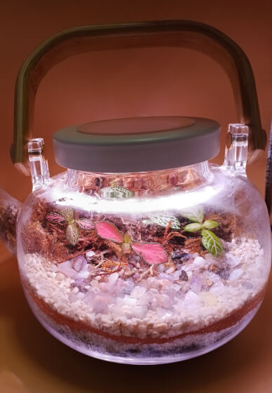 Tea Pot Terrarium Elegant Creation Workshop