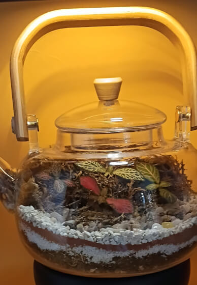 Tea Pot Terrarium Elegant Creation Workshop