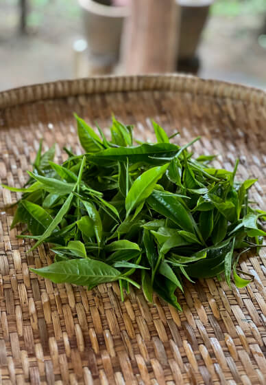 Tea Tasting Experience