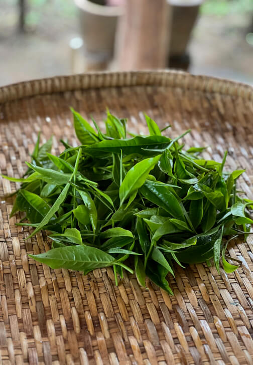 Tea Tasting Experience