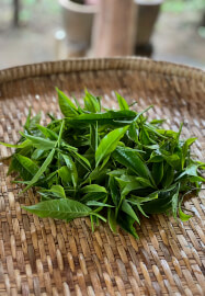 Tea Tasting Experience