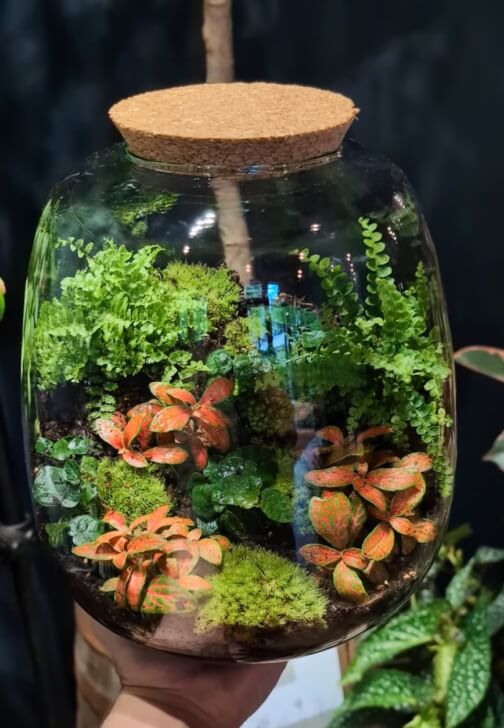 Terrarium Ecosystem Workshop