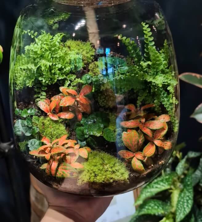 Terrarium Ecosystem Workshop