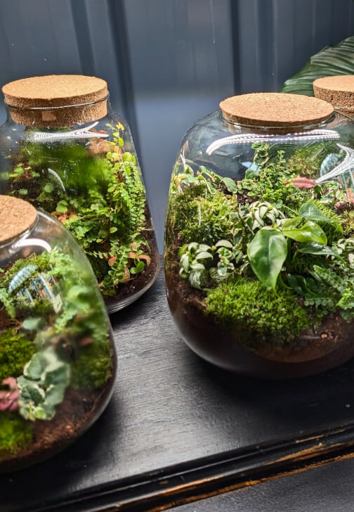 Terrarium Ecosystem Workshop