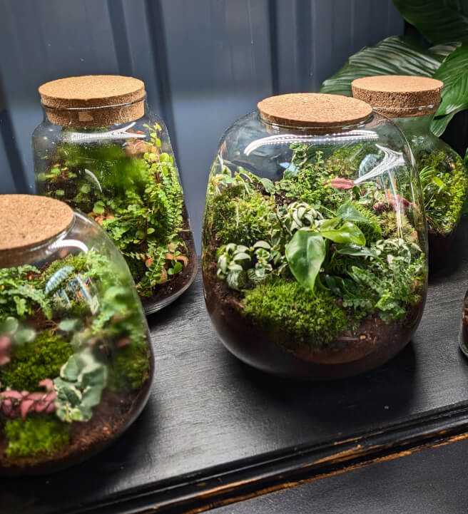Terrarium Ecosystem Workshop