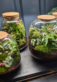Terrarium Ecosystem Workshop