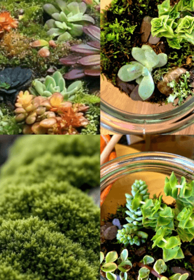 Terrarium Making Workshop