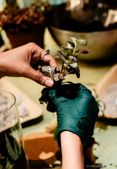 Terrarium Making Workshop - Manchester Team Building