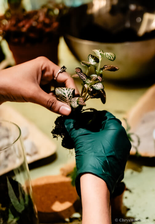 Terrarium Making Workshop - Manchester Team Building