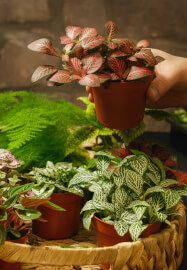 Terrarium Making Workshop - Nottingham Team Building