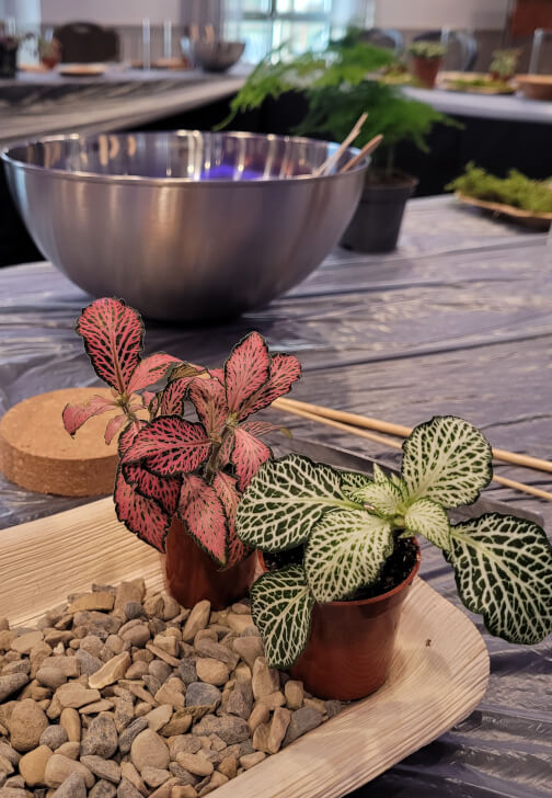 Terrarium Making Workshop - Nottingham Team Building