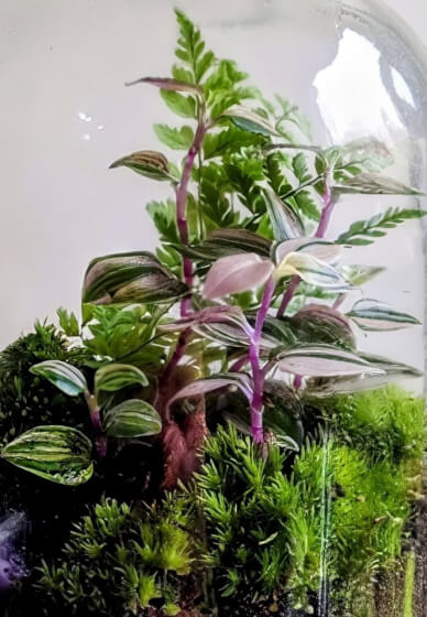 Terrarium Therapy Workshop and Sound Bath Experience
