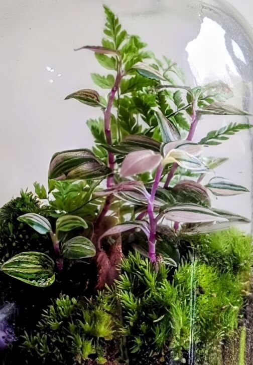 Terrarium Therapy Workshop and Sound Bath Experience