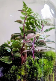 Terrarium Therapy Workshop and Sound Bath Experience