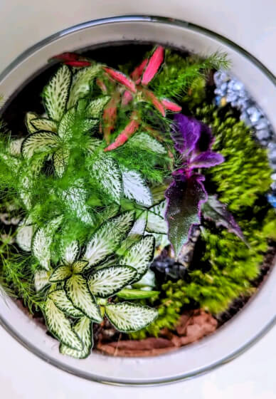 Terrarium Therapy Workshop and Sound Bath Experience