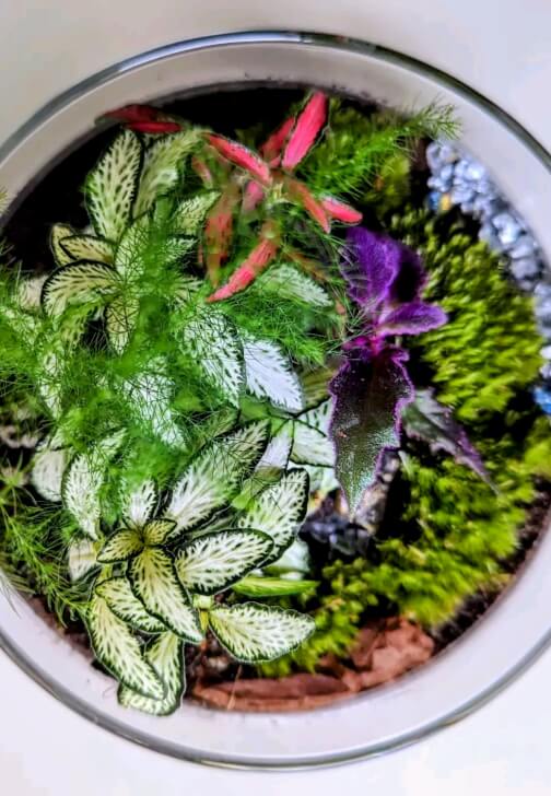Terrarium Therapy Workshop and Sound Bath Experience