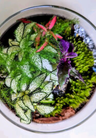 Terrarium Therapy Workshop and Sound Bath Experience