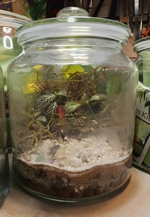 Terrarium - Ultimate Creation Choices